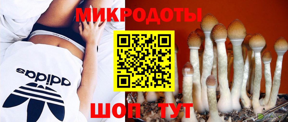 Галлюциногенные грибы Psilocybe Бердск
